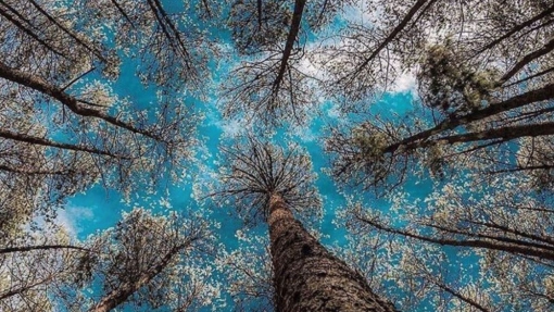 Upward view through tall, slender trees with sparse branches, forming a circular pattern as they converge toward the center. The bright blue sky and scattered white clouds are visible through the canopy.