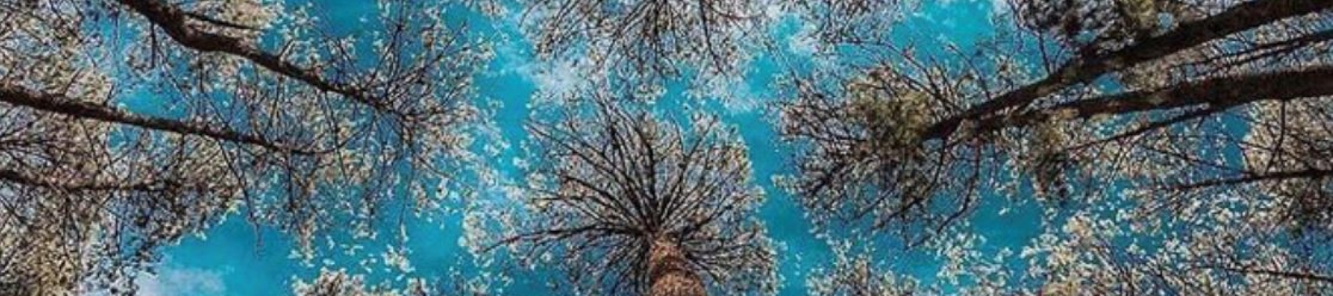 Upward view through tall, slender trees with sparse branches, forming a circular pattern as they converge toward the center. The bright blue sky and scattered white clouds are visible through the canopy.